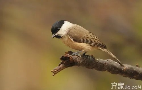 沼泽山雀习性介绍 沼泽山雀饲养管理