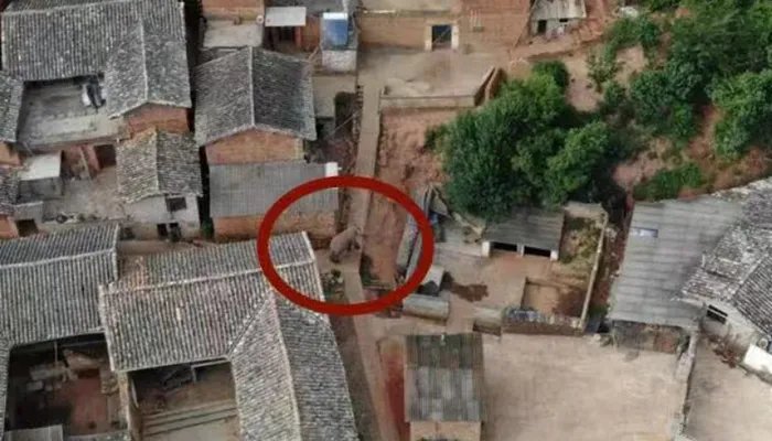 北迁野象群40余天路程达400公里 40余天路程达400公里,漫无目的的寻找“出路”