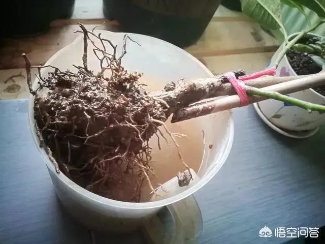 白兰花树怎么养殖?