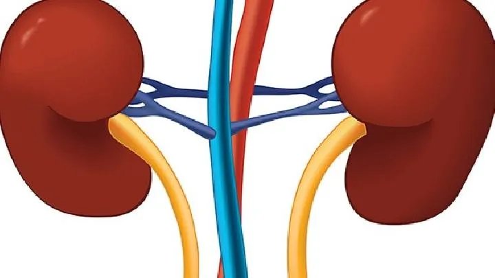 石家庄肾病医院有哪些,肾积水的症状有哪些