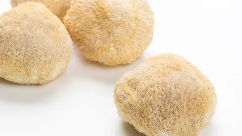 猴头菇的作用与功效