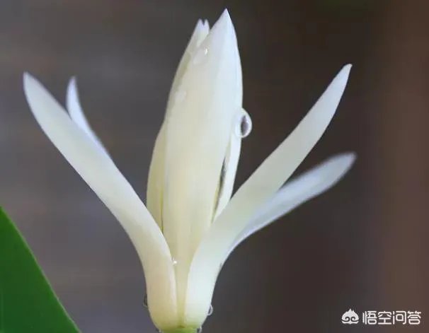 白兰花树怎么养殖?