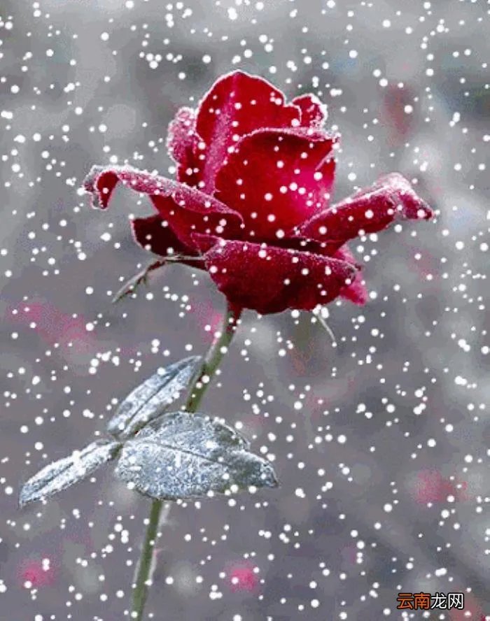 记得添衣~致今生最牵挂的人 天冷了记得添衣服图片