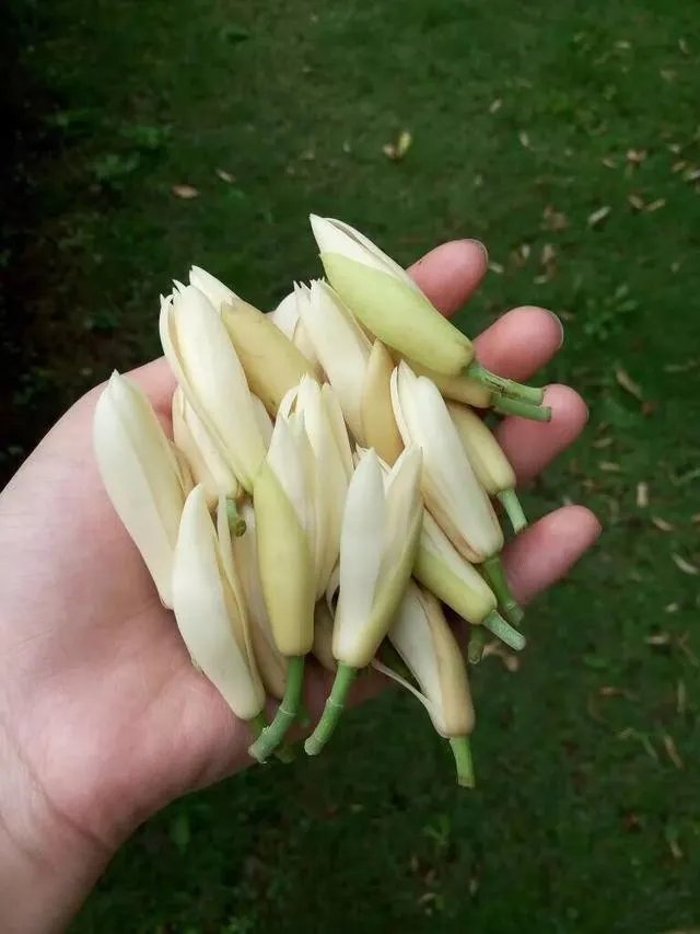 白兰花树怎么养殖?