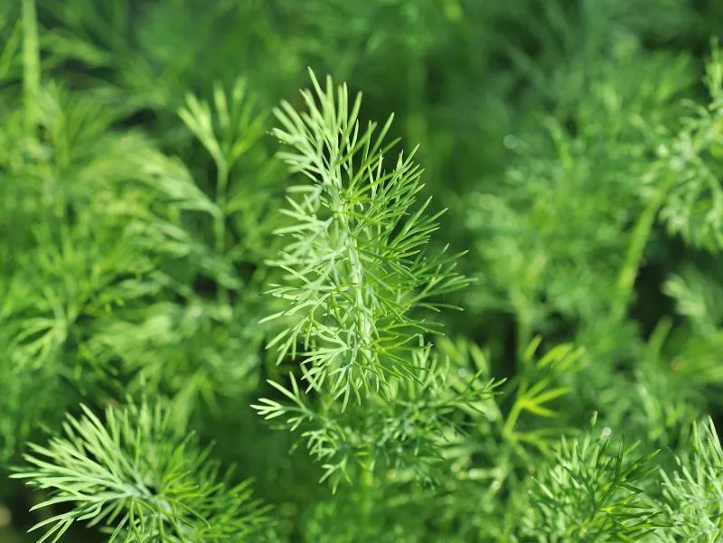 四棱筋骨草的作用与功效