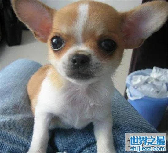 宠物狗金娃娃历史最悠久，精力充沛非常适合家养 