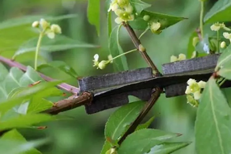 鬼箭羽图片大全