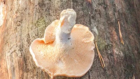 猴头菇的作用与功效