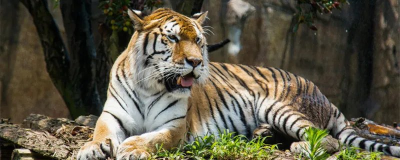 62年是哪个生肖属相 1962年生肖属什么