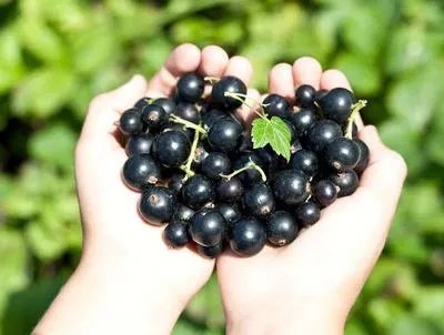 吃什么可以使白发变黑