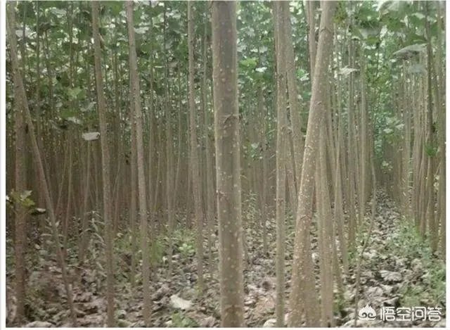杨树苗什么时间种植比较好？