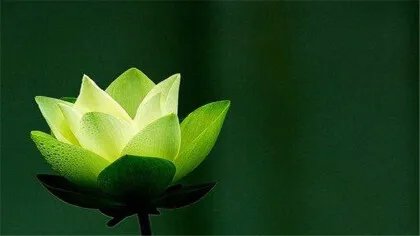 青莲的花语是什么