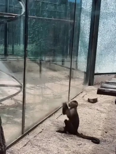 动物园猴子砸玻璃怎么回事：画面还原事发经过及结果
