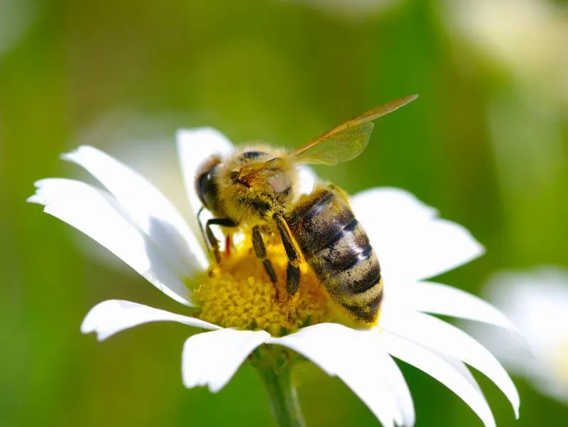 杭白菊的功效与作用是什么