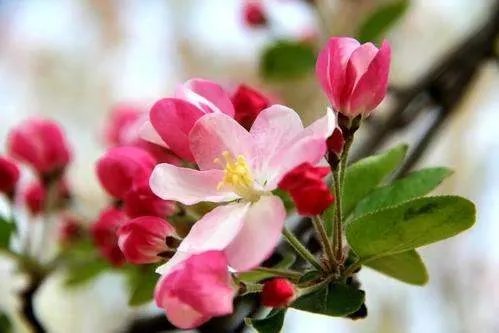 绝胜烟柳满皇都上一句是什么?