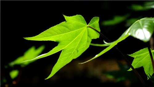 树叶的作用有哪些 植物叶子的功效介绍