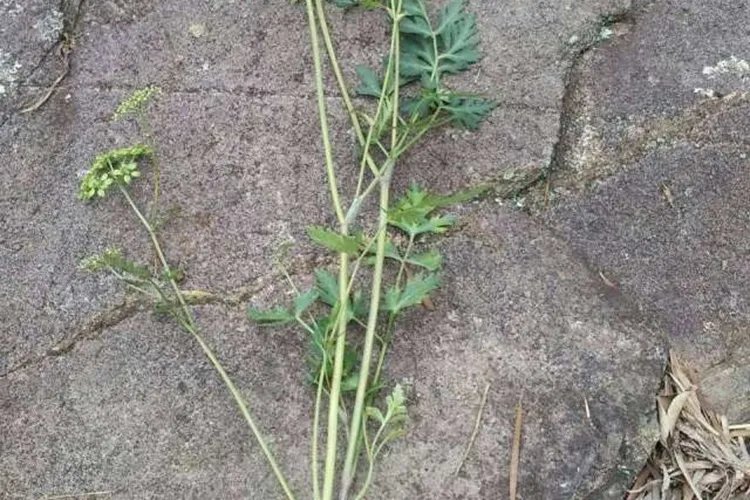 当归高清图片大全