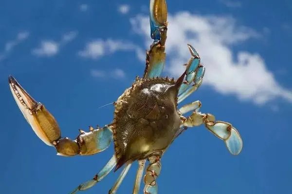 英国拟禁止煮食龙虾螃蟹等活物,这其中的缘由是什么?