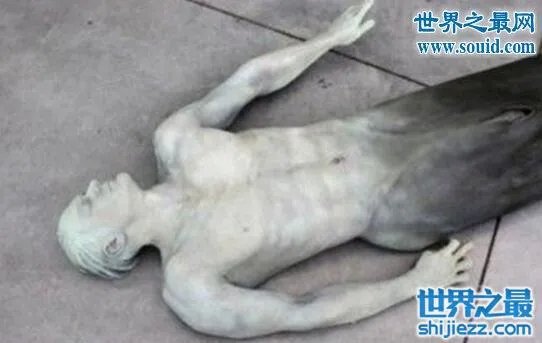 美人鱼化石,美人鱼才不是传说中的生物