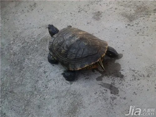 乌龟怎么养?乌龟养殖方法解析