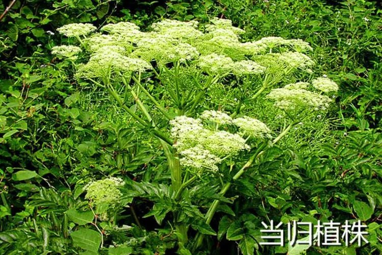 当归高清图片大全