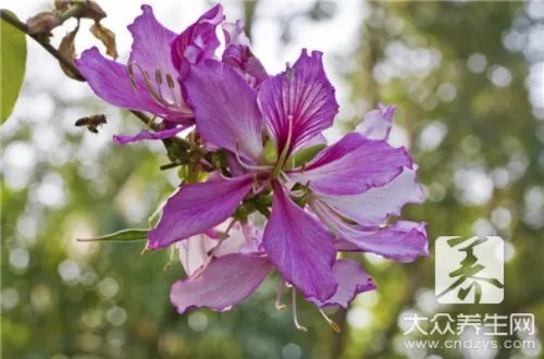 如何辨别紫菜真假，塑料紫菜好区分