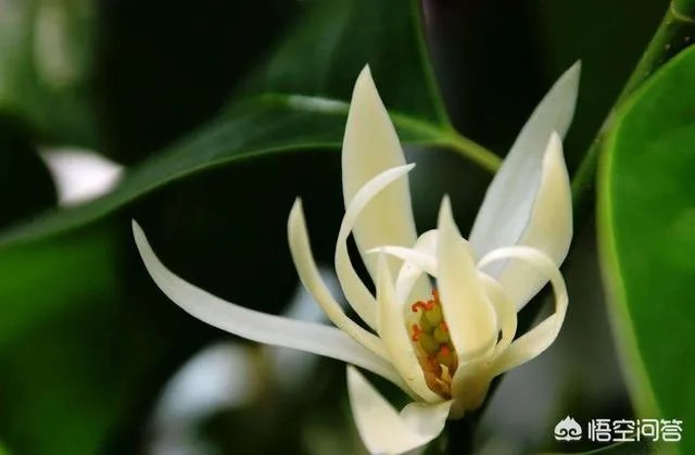 白兰花树怎么养殖?