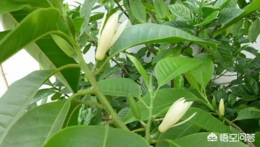 白兰花树怎么养殖?