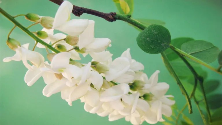 槐花的功效与作用