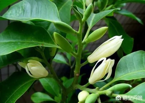 白兰花树怎么养殖?