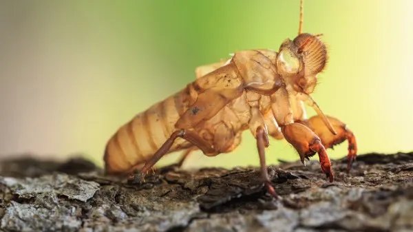 蝉蜕的功效与作用是什么 蝉蜕的功能与主治