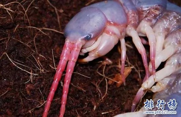 详解五毒是哪五毒 五毒为什么有壁虎而没有蜘蛛