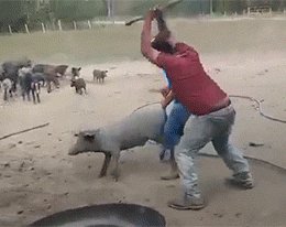 求超级搞笑的图片?