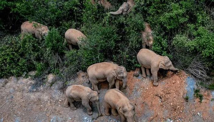 北迁野象群40余天路程达400公里 40余天路程达400公里,漫无目的的寻找“出路”