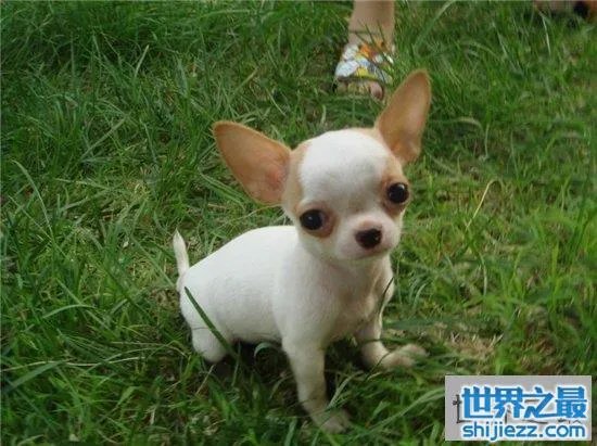 宠物狗金娃娃历史最悠久，精力充沛非常适合家养 