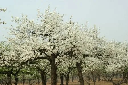 忽如一夜春风来，千树万树梨花开。是什么意思？