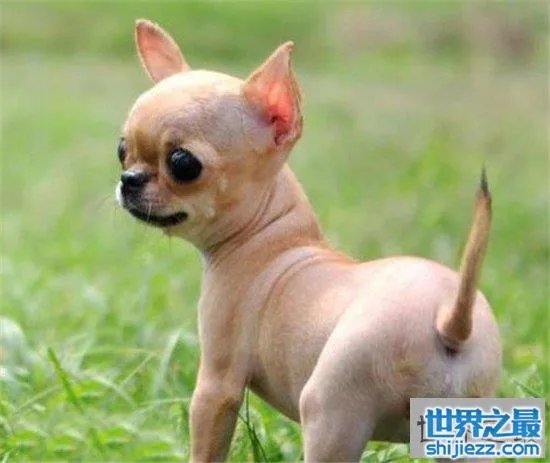 宠物狗金娃娃历史最悠久，精力充沛非常适合家养 