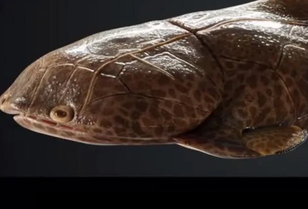 重庆发现4.23亿年前袖珍边城鱼是怎么回事 重庆发现4.23亿年前袖珍边城鱼长什么样