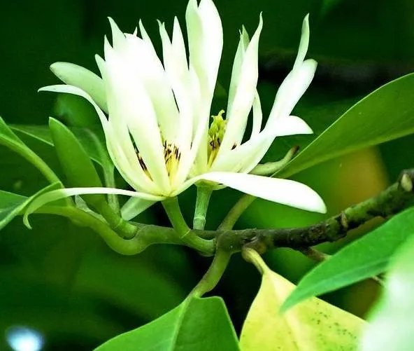 白兰花树怎么养殖?