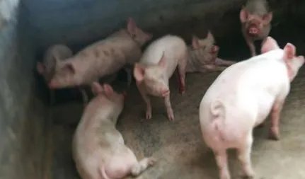 重庆排查出非洲猪瘟，这批猪肉有销毁处理吗？