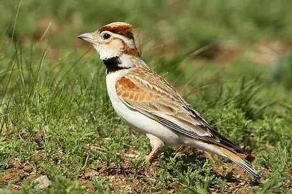 小沙百灵怎么挑选