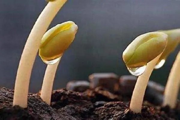 黄豆芽生长过程