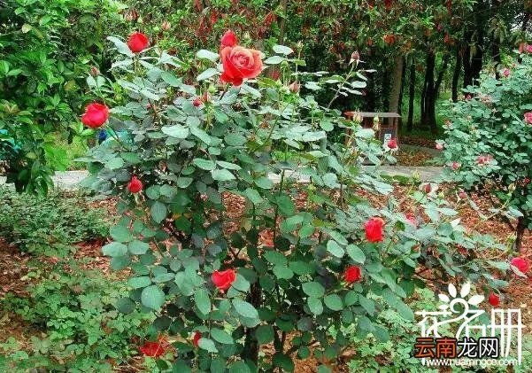 保加利亚国花是什么花 寓意爱情的玫瑰花,保加利亚国花是什么花?