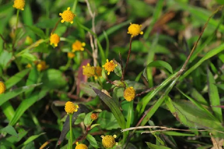 金铜锤草药图片