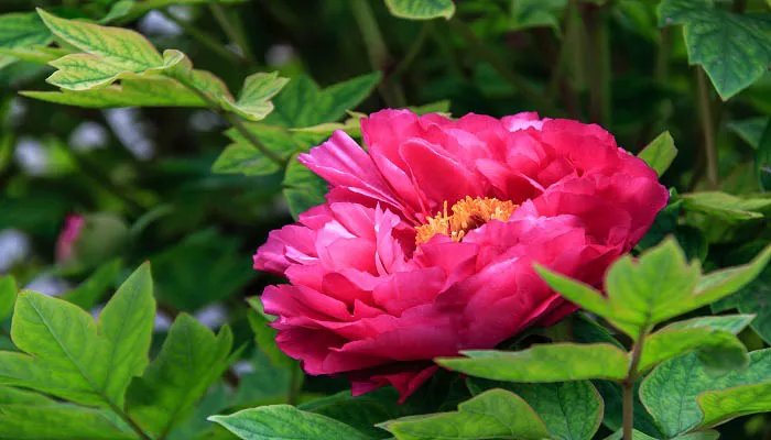 蔷薇花什么时候开 蔷薇花什么季节开花