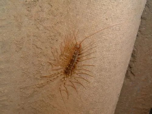 家里有蚰蜒怎么办