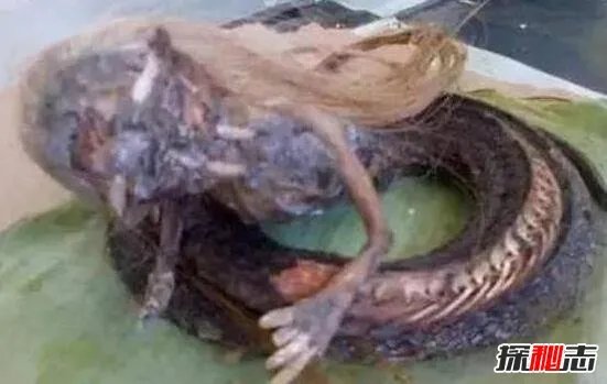 人头蛇身怪物震惊全球,蛇毒凶猛毒死2个捕蛇人员(视频)