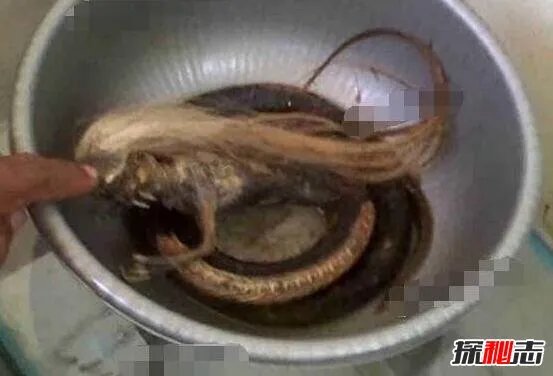 人头蛇身怪物震惊全球,蛇毒凶猛毒死2个捕蛇人员(视频)