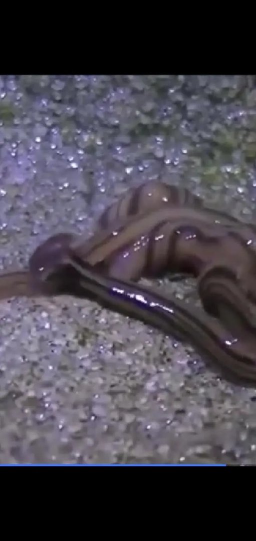 斧头虫在中国哪里有?