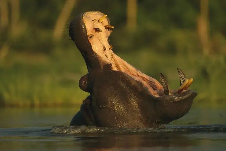 河马为什么不怕鳄鱼 河马吃不吃鳄鱼